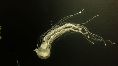 Close-up of jellyfish in water