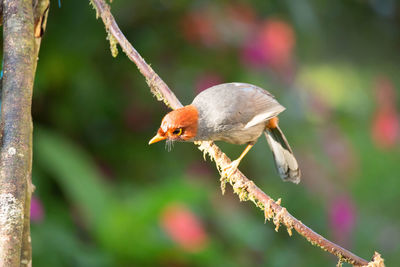 Close-up of bird perching on branch