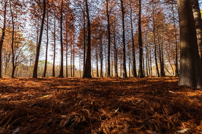 Trees in forest