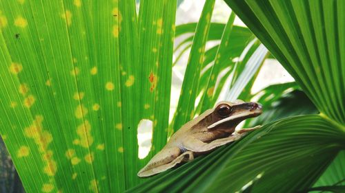 Close-up of lizard on grass