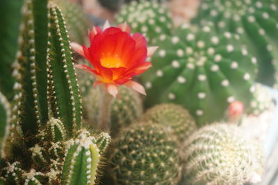 Close-up of succulent plant