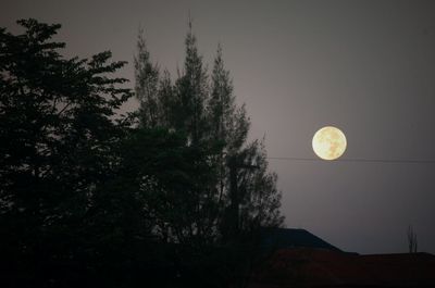 Low angle view of trees against sky at night