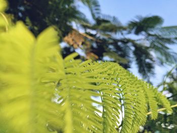 Close-up of green pine tree