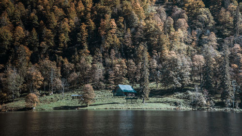 Trees by lake in forest