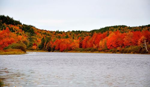 Scenic view of lake in forest during autumn