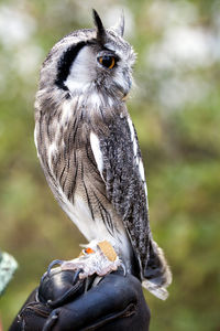 Close-up of owl perching outdoors
