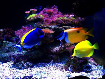 Fish swimming in sea