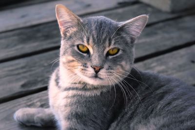 Close-up portrait of cat