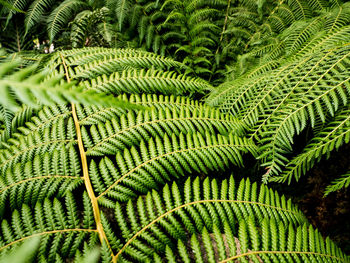 Full frame shot of fern leaves