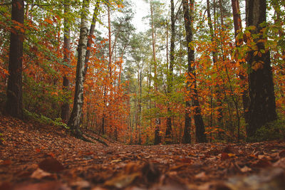 Trees in forest during autumn
