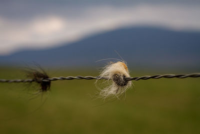 Close-up of barbed wire on field