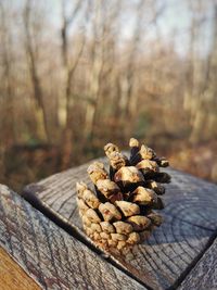 Close-up of pine cone on table in forest