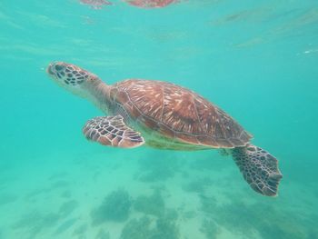 Turtle swimming in sea