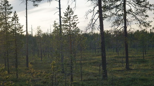 Scenic view of trees on field against sky