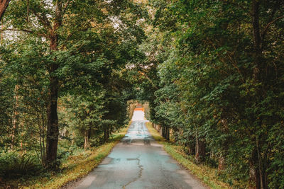 Road amidst trees in forest