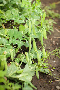 Close-up of fresh green plant in field