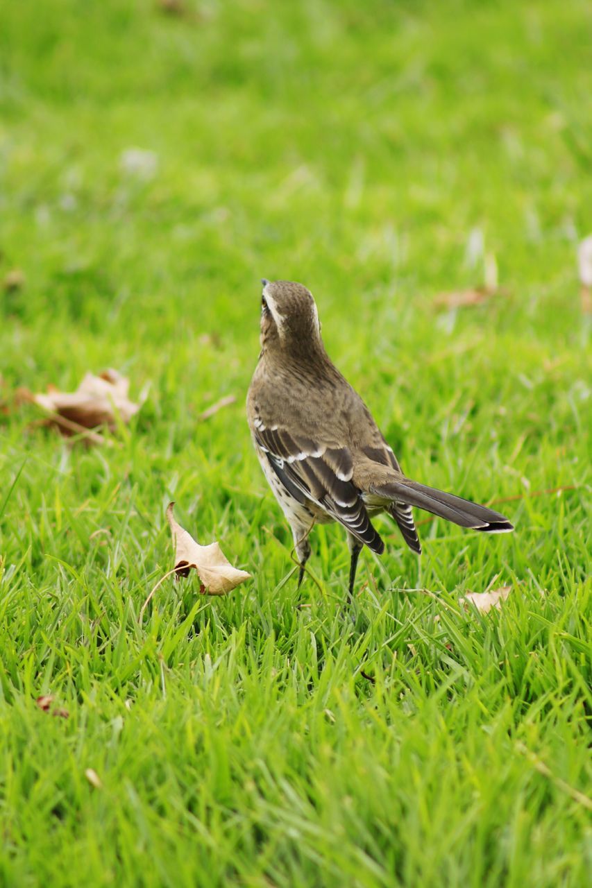 grass, animal themes, animals in the wild, bird, one animal, wildlife, grassy, field, green color, focus on foreground, nature, full length, selective focus, outdoors, day, close-up, perching, side view, no people, high angle view