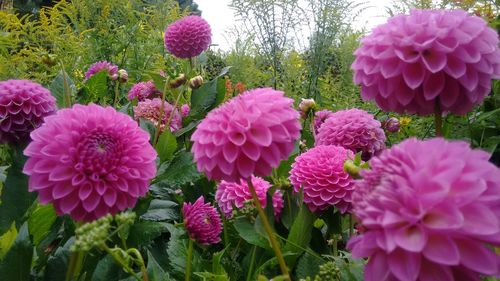 Close-up of pink flowers blooming outdoors