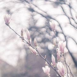 Close-up of pink flowers