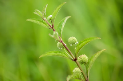 Close-up of plant growing outdoors