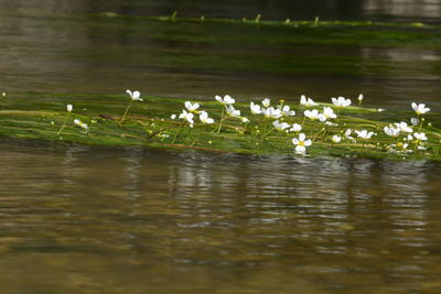 Flowers in lake