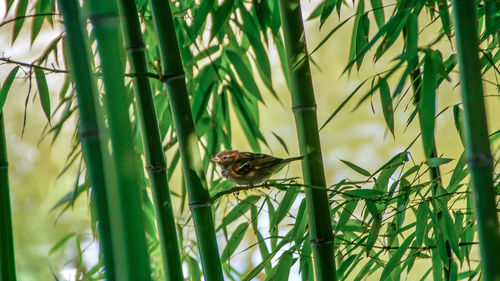 Bird perching on a plant