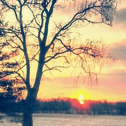 Bare trees on landscape at sunset