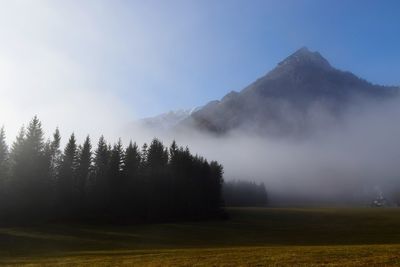 Trees on field against sky