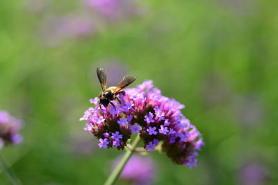 Close-up of insect pollinating on purple flower