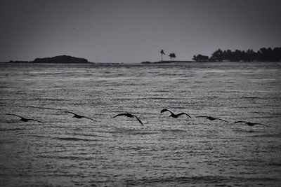 Birds flying over sea against sky