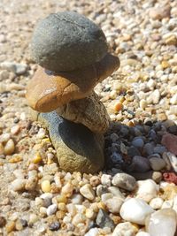 Close-up of crab on pebbles