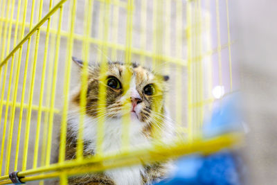 Close-up portrait of a cat in cage