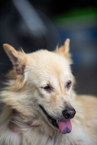 Close-up of dog looking away