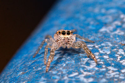 Close-up of spider