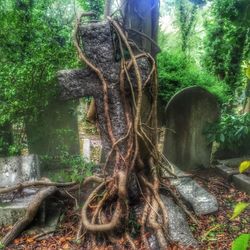 Close-up of tree roots