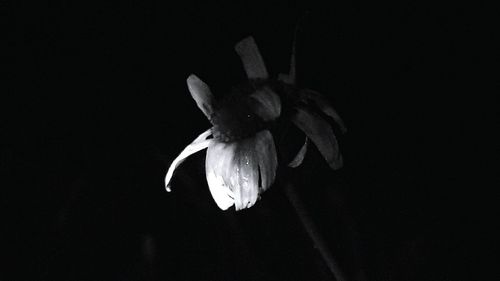 Close-up of wilted flower against black background