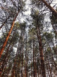 Low angle view of trees in forest
