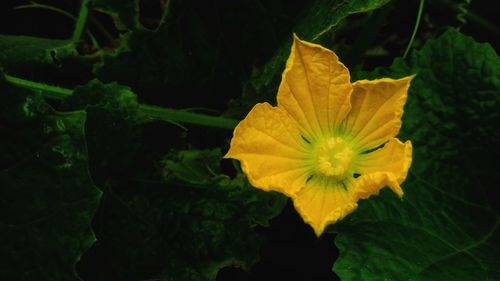 Close-up of yellow flowering plant