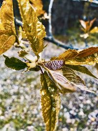 Close-up of yellow flowering plant on tree