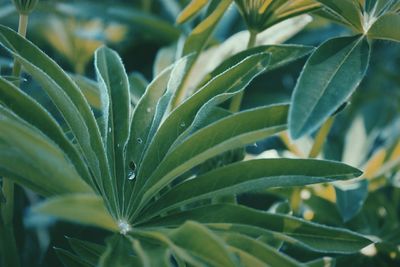 Close-up of wet plant