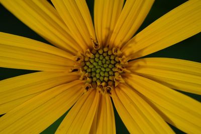 Close-up of yellow flower blooming outdoors