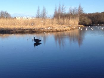 Bird flying over lake