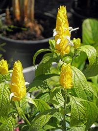 Close-up of yellow flowers