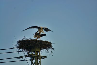 Low angle view of bird in nest against clear sky