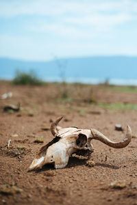 View of animal skull on field