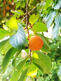 Close-up of fruit growing on tree