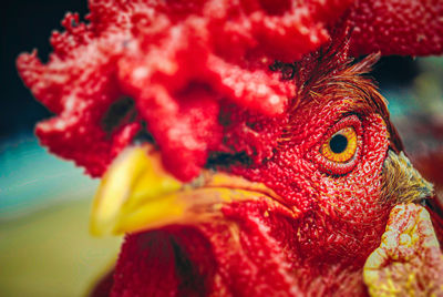 Close-up of a chicken head