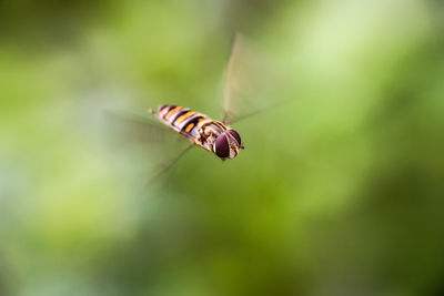 Close-up of insect on flower