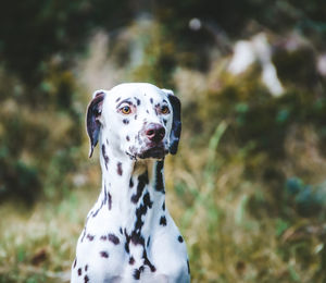 Close-up of dog