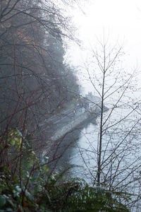 Bare trees in forest during winter